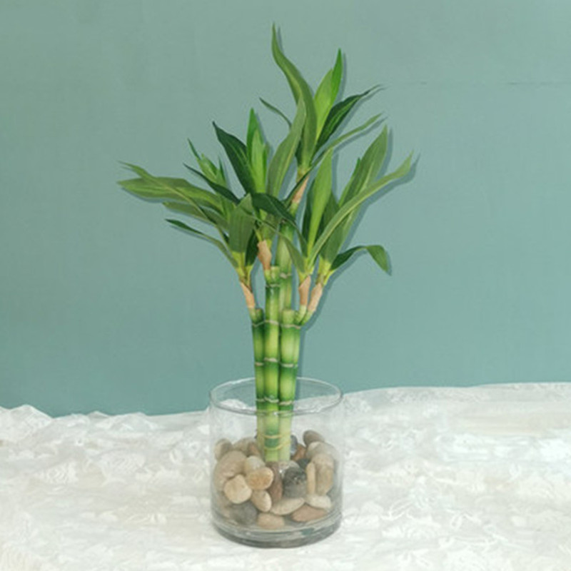 Aquarium Planted Tank - Nuevo 40cm rFtificial Lucky Bamboo suculenta