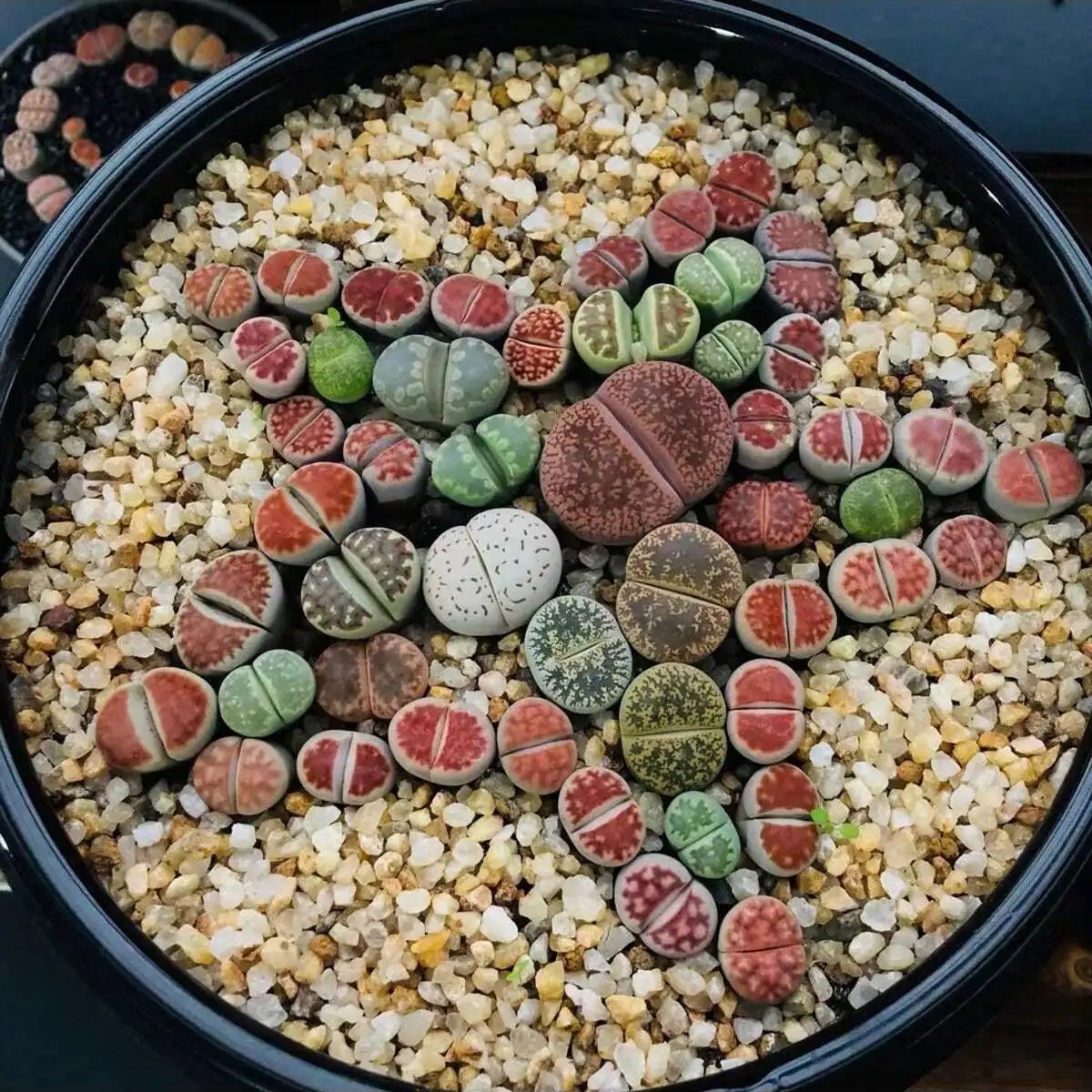 1 unidad-250g de cristales nat - Aquarium Plant Gravel reseña y precio