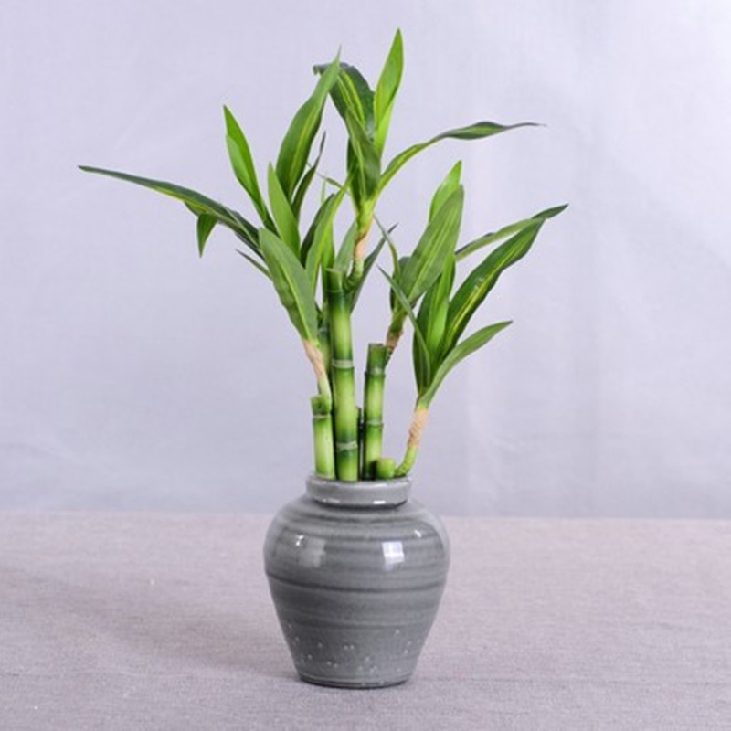 Nuevo 40cm rFtificial Lucky Ba - Aquarium Planted Tank reseña y precio